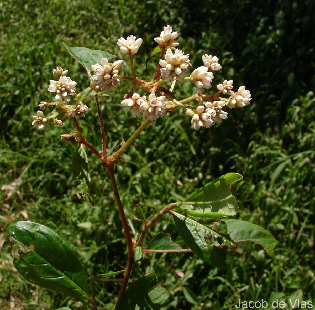 Persicaria chinensis (L.) H.Gross